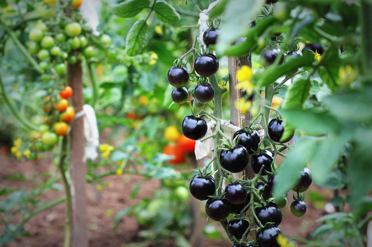 50 PURPLE CHERRY TOMATO Lycopersicon Indeterminate Fruit Vegetable Seeds