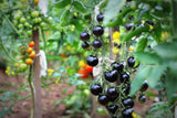 50 PURPLE CHERRY TOMATO Lycopersicon Indeterminate Fruit Vegetable Seeds