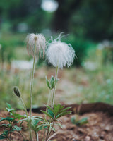 50 PULSATILLA Chinensis / Chinese Purple PASQUE Flower ANEMONE Herb Seeds