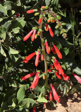 150 Eatons RED FIRECRACKER PENSTEMON Eatonii Native Hummingbird Flower Seeds