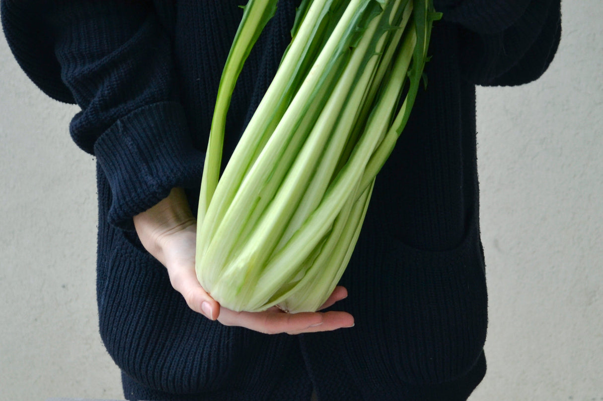 250 CICORIA CATALOGNA Puntarelle Chicorium Chicory Vegetable Seeds