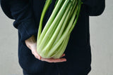 250 CICORIA CATALOGNA Puntarelle Chicorium Chicory Vegetable Seeds