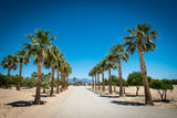 30 CALIFORNIA FAN PALM Tree Petticoat Arizona Desert Washingtonia Filifera Seeds