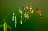 100 NORTHERN SEA OATS Grass Inland Chasmanthium Seeds