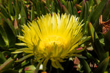 100 Gelato YELLOW ICE PLANT Mesembryanthemum Daisy Livingstone Succulent Flower Seeds
