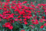 100 RED CARDINAL DIANTHUS Deltoides Flower Seeds