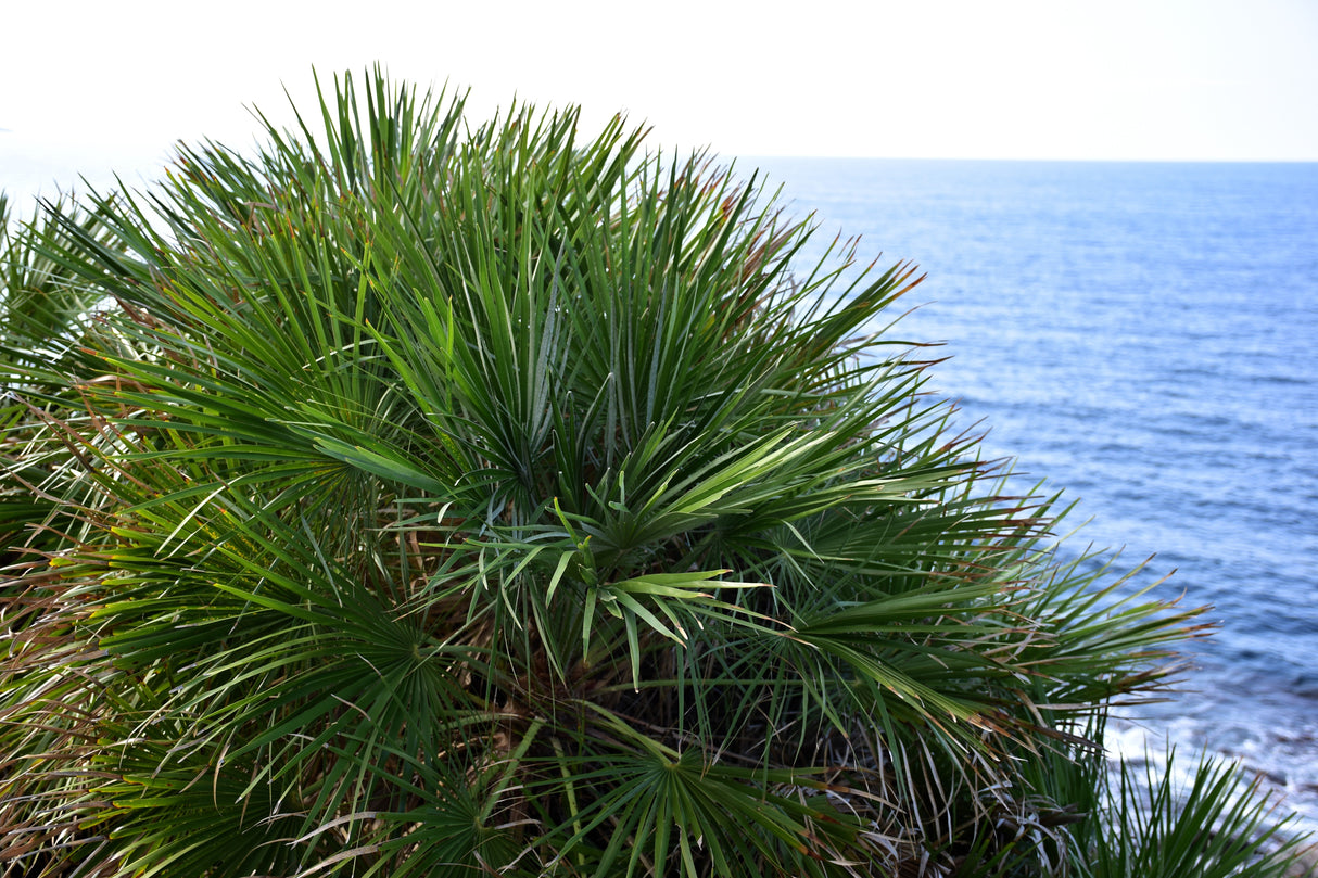 5 GREEN SAW PALMETTO Serenoa Repens American Dwarf Palm Tree Shrub Edible Fruit Sun or Shade Seeds