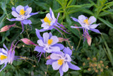 50 Blue ROCKY MOUNTAIN COLUMBINE Aquilegia Caerulea Flower Seeds
