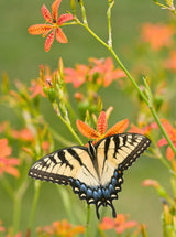 10 FRECKLEFACE BLACKBERRY LILY (Leopard Lily) Belamcanda Chinensis Iris Domestica Flower Seeds