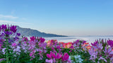 250 MIXED Colors QUEEN CLEOME (Spider Flower) Cleome Hassleriana Cleome Spinosa Flower Seeds