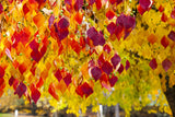 20 Eastern REDBUD TREE Cercis Canadensis Pink Flowering Native Tree Seeds