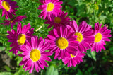 100 Mixed Colors ROBINSONS PAINTED DAISY Chrysanthemum Pink Red Rose & Yellow Pyrethrum Flower Seeds