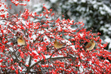 50 WINTERBERRY Holly Ilex Verticillata - Candian Holly  / Fever Bush / Black Alder Tree Shrub Red Berry White Flower Seeds