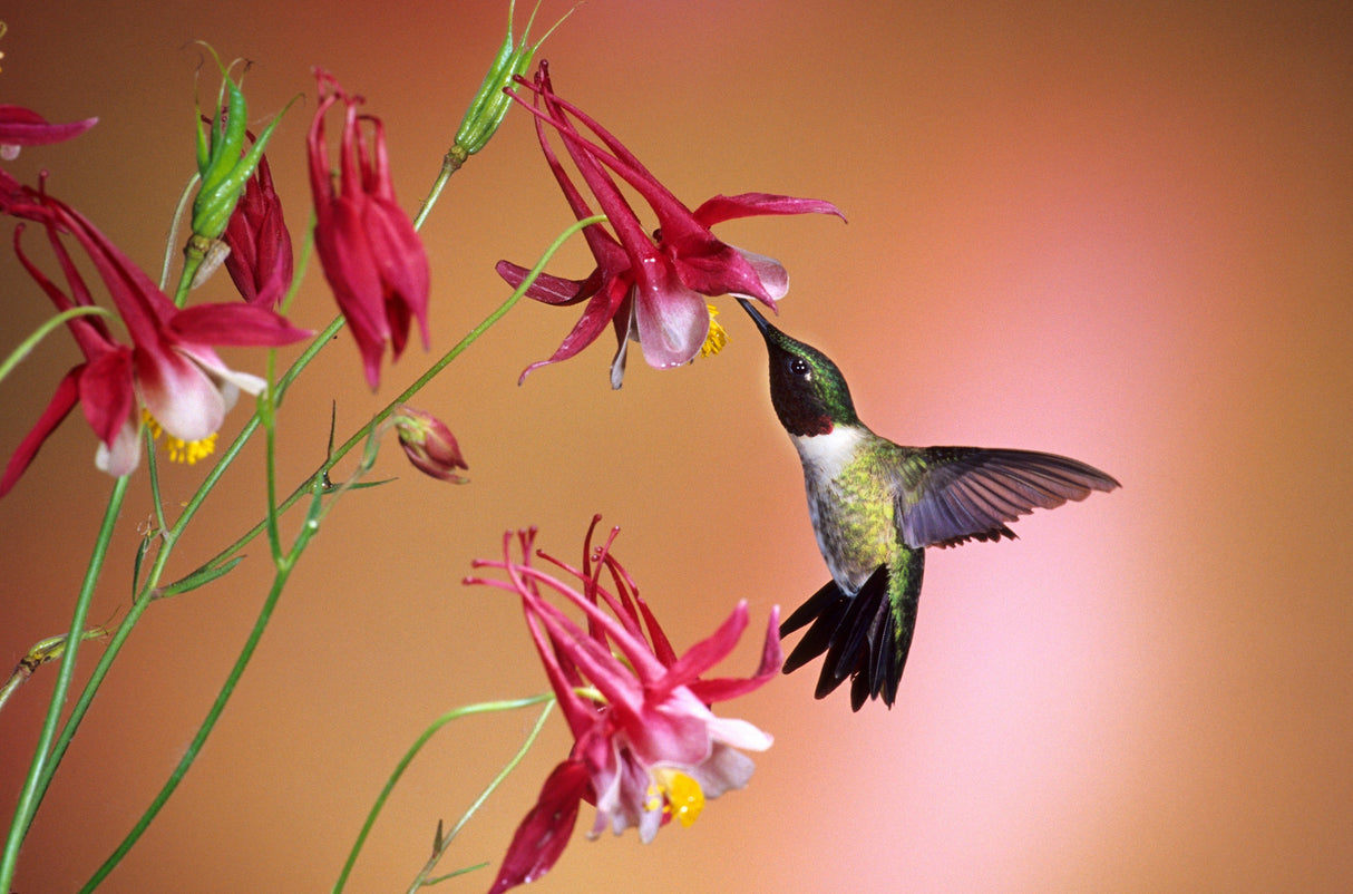 25 CRIMSON STAR COLUMBINE Red & White McKana's Giant Aquilegia Flower Seeds