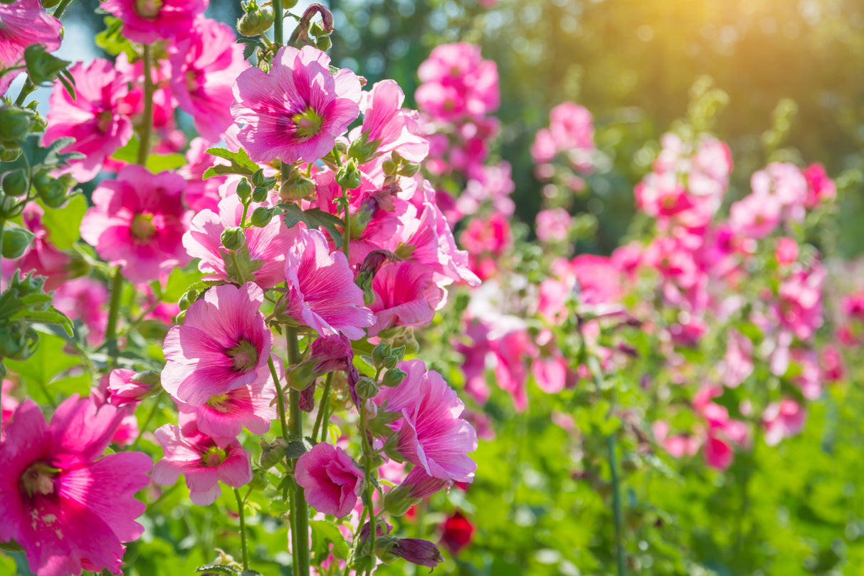 25 BRIGHT PINK HOLLYHOCK Alcea Rosea Flower Seeds Perennial