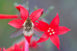200 STANDING CYPRESS (Scarlet Gilia) Ipomopsis Rubra Flower Seeds
