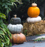 15 JARRAHDALE GREEN PUMPKIN Jarradale Blue Grey Cucurbita Maxima Vegetable Seeds
