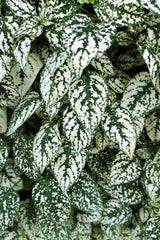 10 Dwarf WHITE POLKA DOT PLANT Splash Select Hypoestes Phyllostachya Flower Houseplant Seeds