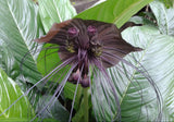 5 BLACK BAT FLOWER ( Cats Whiskers / Devil Flower ) Tacca Chantrieri Flower Seeds