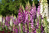 1000 FOXGLOVE EXCELSIOR MIX Digitalis Purpurea Mixed Colors Flower Seeds