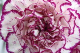 50 PICOTEE MIX CARNATION Dianthus Caryophyllus Double Bicolor Striped Flower Seeds