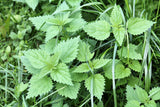 200 STINGING NETTLE Urtica Dioica (aka Common, California, or Bull Nettle / Tread Softly) Flower Seeds
