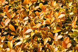 40 LITTLELEAF BOXWOOD Korean Buxus Microphylla Koreana Shrub Seeds