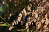 100 RIVER OATS (Northern Sea Oats / Inland Oats) Ornamental Uniola Latifolia Grass Seeds