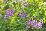 10 GOLDEN DEWDROP Duranta Erecta Repens Golden Foliage Blue Violet Purple White Flower Orange Ornamental Berry Shrub Seeds
