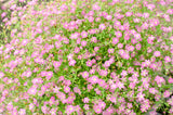 350 RED BABYS BREATH Gypsophila Elegans Baby's Breath Flower Seeds