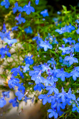 200 BLUE SAPPHIRE LOBELIA Erinus Trailing for Planters or Groundcover Flower Seeds
