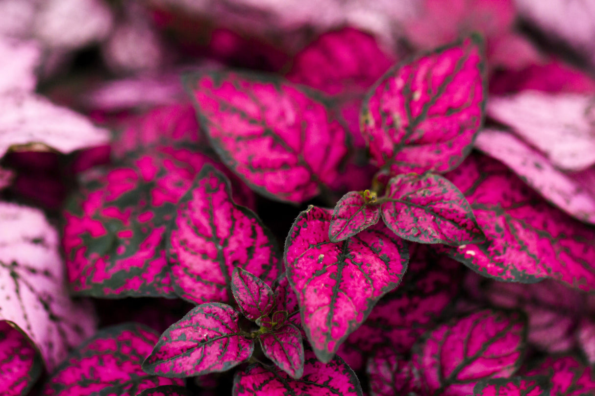 10 Dwarf ROSE Pink POLKA DOT PLANT Splash Select Hypoestes Phyllostachya Flower Houseplant Seeds