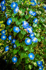 50 Heavenly BLUE MORNING GLORY Ipomoea Tricolor Vine Flower Seeds