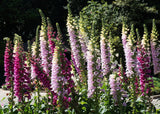 1000 FOXGLOVE EXCELSIOR MIX Digitalis Purpurea Mixed Colors Flower Seeds