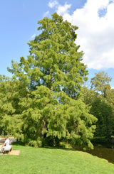 25 EUROPEAN LARCH TREE Pine Pinetree Evergreen Larix Decidua Seeds