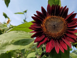25 CHOCOLATE CHERRY SUNFLOWER Helianthus Annuus Red & Brown Flower Seeds