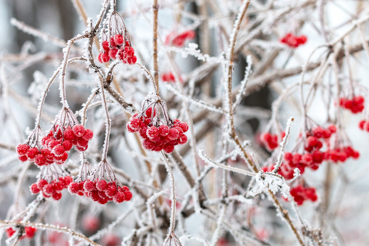 30 EUROPEAN CRANBERRY / SNOWBALL Tree Guelder Rose Viburnum Opulus Red Fruit White Flower Seeds