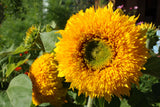 150 Double DWARF TEDDYBEAR SUNFLOWER Helianthus Annuus Yellow Flower Seeds