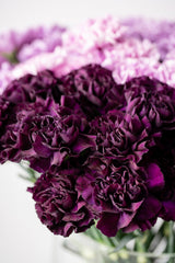 50 BLACK CARNATION King of Blacks Dianthus Caryophyllus Grenadin Double Flower Seeds