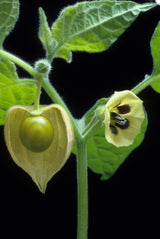 200 Organic GROUND CHERRY Physalis Pruinosa ( Golden Strawberry / Chinese Lantern ) Vegetable Seeds