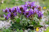 50 PAGODA MIX PRUNELLA Grandiflora Bigflower Selfheal Blue Pink etc Flower Seeds