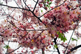 5 PINK SHOWER TREE Cassia Javanica aka Rainbow Shower & Apple Blossom Tree Two Tone Pink, White, Yellow Flower Seeds