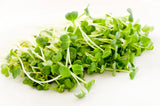 1250 WHITE ICICLE RADISH Raphanus Sativus Vegetable Seeds