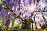 5 JAPANESE WISTERIA Floribunda Flower Purple Ornamental Vine Climber Seeds
