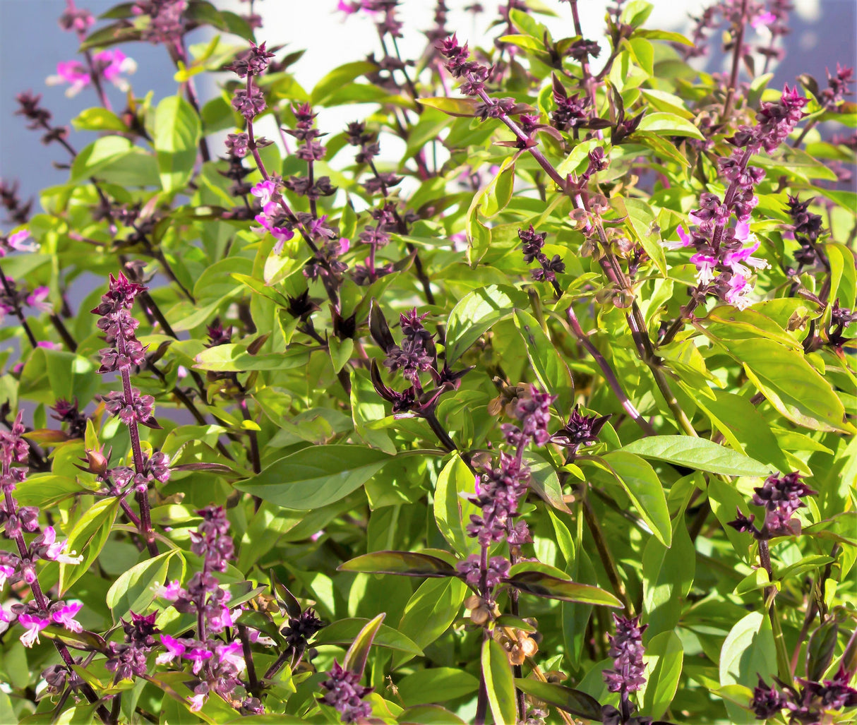 1000 CINNAMON BASIL Ocimum Basilicum HERB Flower Seeds