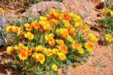 1000 MIXED Colors CALIFORNIA POPPY (Ballerina / Mission Bells) Eschscholzia Californica Flower Seeds