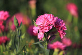 50 PINK ROSE CARNATION Dianthus Caryophyllus Grenadin Double Flower Seeds