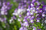2000 BABY SNAPDRAGON Toadflax Linaria Maroccana Flower Seeds