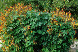 10 FIRECRACKER VINE Flower Mina Lobata Exotic Love Spanish Flag Ipomoea Seeds