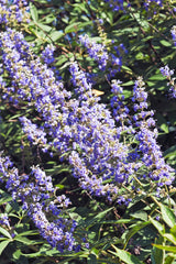 25 CHASTE BERRY TREE Vitex Agnus Castus Monk's Pepper Purple Fragrant Flower Seeds